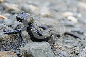 Alpine black salamander