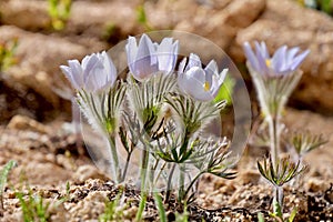 Alpine blue Anemones in Rocky Mountain National Park.