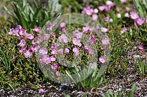 Alpine Bog Laurel