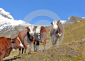 Alpine brown and white cows in mountain pasture