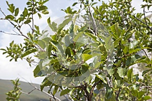 Alpine Buckthorn Rhamnus alpina photo