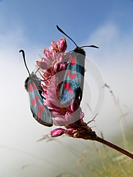 Alta montagna farfalle 