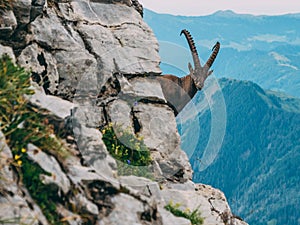 Alpine capricorn Steinbock Capra ibex in the mountain scenery on a steep rock, brienzer rothorn switzerland alps