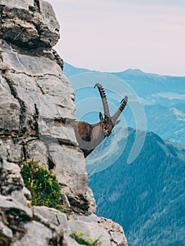 Alpine capricorn Steinbock Capra ibex in the mountain scenery on a steep rock, brienzer rothorn switzerland alps