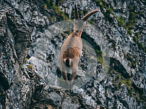 Alpine capricorn Steinbock Capra ibex standing on a rock looking away, brienzer rothorn switzerland alps