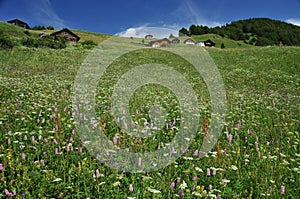 Alpine chalets in alpine meadows