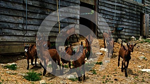 Alpine chamois goats breeding in organic farm in Tuscany, Italy
