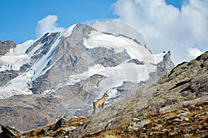 Alpine chamois. Gran Paradiso National Park, Italy