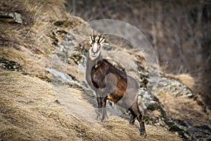 Alpine chamois. Gran Paradiso National Park, Italy