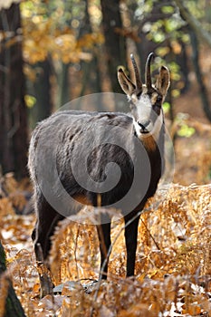 Alpine chamois mammal