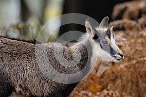 Alpine chamois mammal