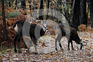 Alpine chamois mammal