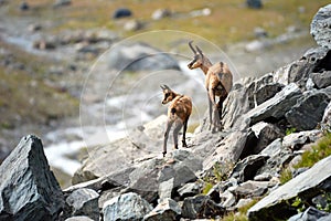 Alpine chamois mother and puppy. Gran Paradiso National Park, Italy
