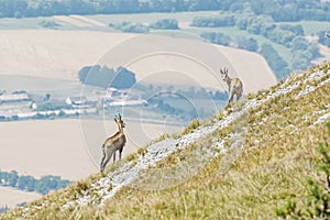 Alpine chamois Rupicapra rupicapra, Gader valley, Big Fatra, Slovakia