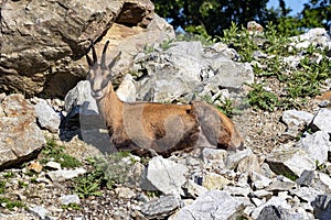 Alpine Chamois, Rupicapra rupicapra, inhabits the European Alps photo