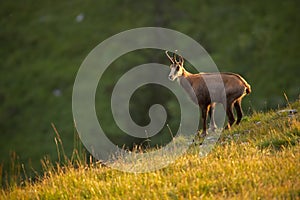 Alpine chamois, rupicapra rupicapra, in the mountains at sunset.