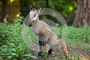 Alpine chamois (Rupicapra rupicapra rupicapra).