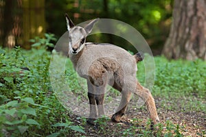 Alpine chamois (Rupicapra rupicapra rupicapra).