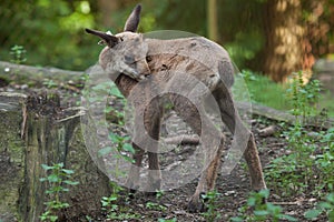 Alpine chamois Rupicapra rupicapra rupicapra.