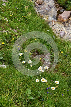 Alpine chamomiles in the grass near a river