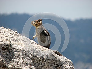 Alpine Chipmunk on Rocky Mountainside.