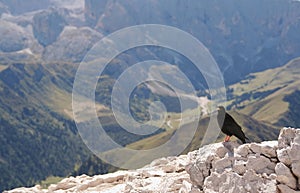 Alpine chough