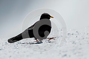 Alpine Chough