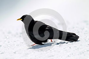 Alpine Chough