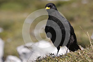 Alpine chough