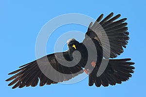 Alpine Chough