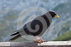 Alpine Chough