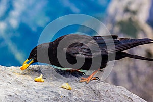 Alpine chough