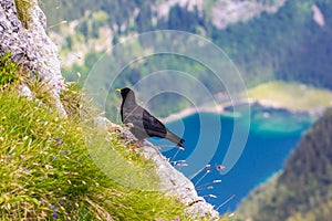 Alpine chough