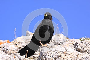 Alpine chough