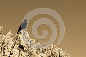 Alpine chough.