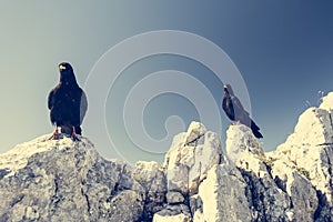 Alpine chough.