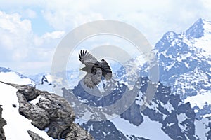 Alpine Chough