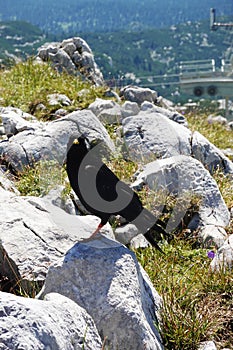 Alpine chough in the Austrian Alps