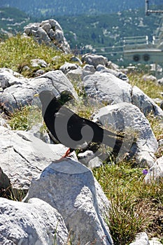 Alpine chough in the Austrian Alps