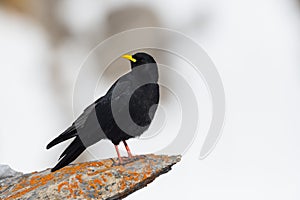 Alpine chough bird pyrrhocorax graculus standing rock, looking