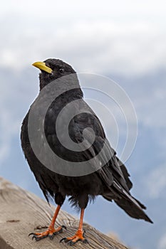 Alpine chough - Cristallo, Dolomites