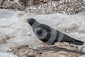 Alpine chough eating bread