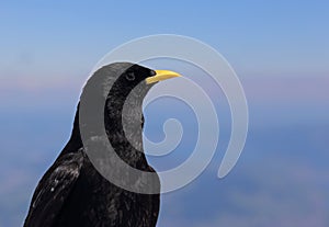 Alpine Chough Face