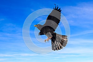 Alpine chough in a flight