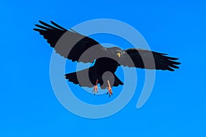 Alpine chough in a flight