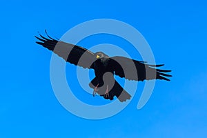 Alpine chough in a flight