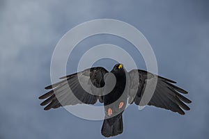 Alpine chough flying above, Visevnik peak