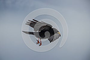 Alpine chough flying in air