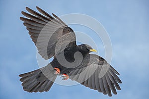 Alpine chough flying in air, close up