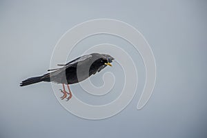 Alpine chough flying in air, from side